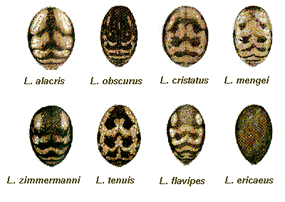 Dorsal abdominal patterns of Lepthyphantes