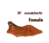 W. acuminata female head