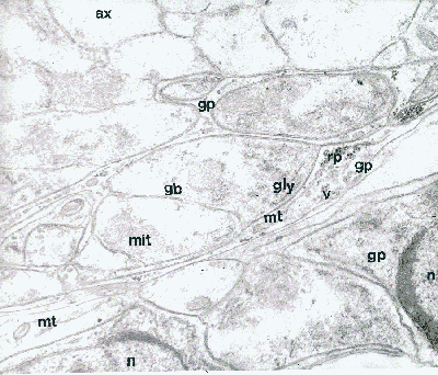 axons and glial cells
