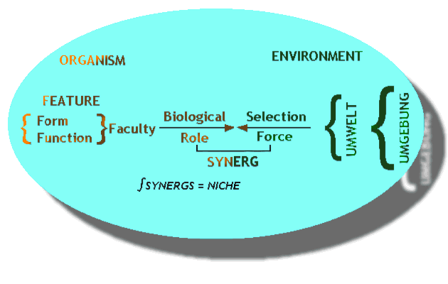 Adaptation & the Form-Function Complex