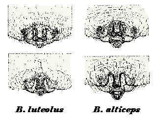 Bolyphantes epigynes