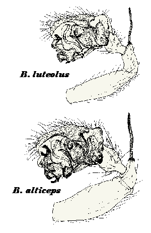 Bolyphantes male palps