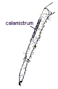 calamistrum
