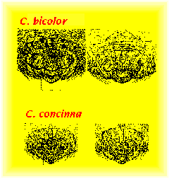 Centromerita epigynes