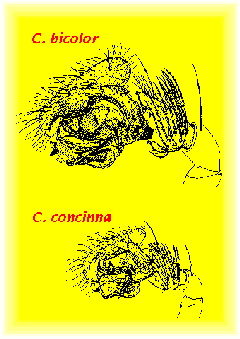 Centromerita male palps