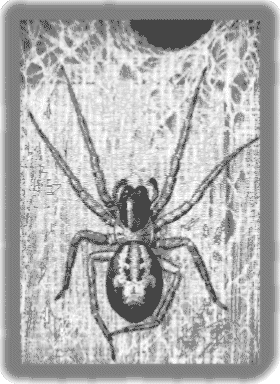 Female A. similis on web.