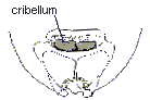 cribellum