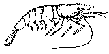 shrimp as example of Crustacea