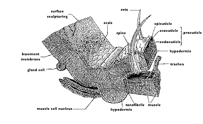diagram of insect cuticle