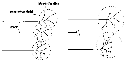 expanding receptive fields