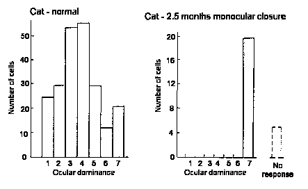 effects of monocular closure