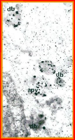 Reaction product localising acid phosphatase