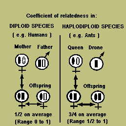 Relatedness in Diploid & haplodiploid species