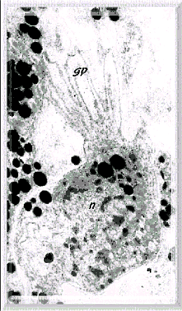 labelled image in situ