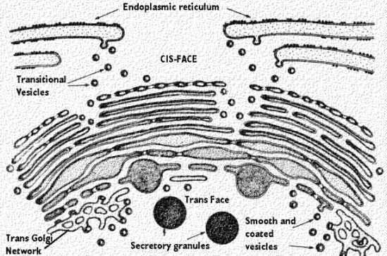 Golgi complex