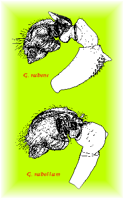 G. rubens & rubellum male palps