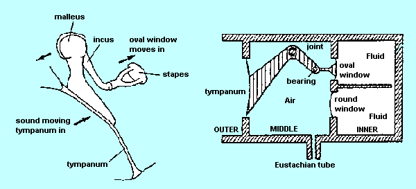 sound transmission in ear