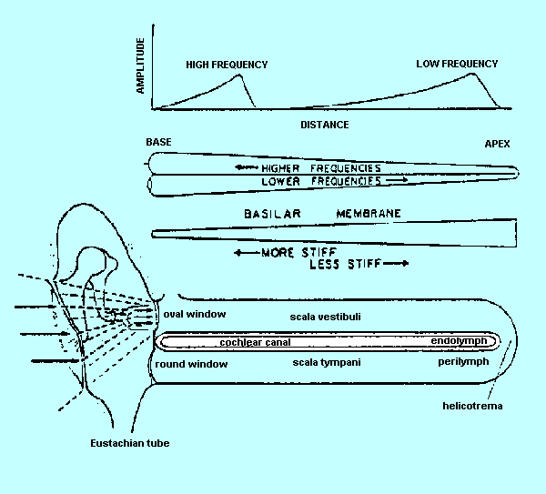 Sound transmission through the cochlea