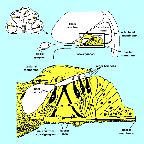 cochlea & basilar mambrane