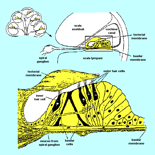 basilar membrane looks