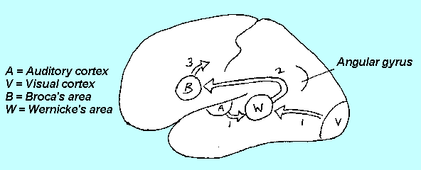 Brain areas and speech