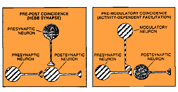 Hebb synapse diagrams