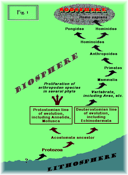 Summary phylogeny of animal kingdom