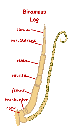 anomalous biramous leg