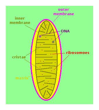 mitochondrial structure