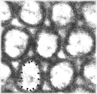 microvilli