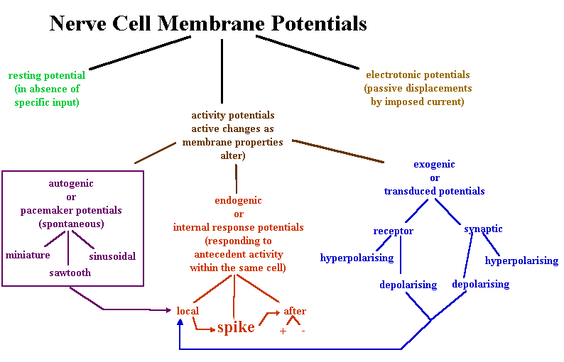 Diagram of nerve cell memrane potentials