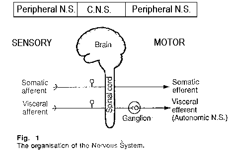 Organisation of the nervous system