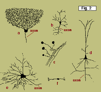 Types of neurons