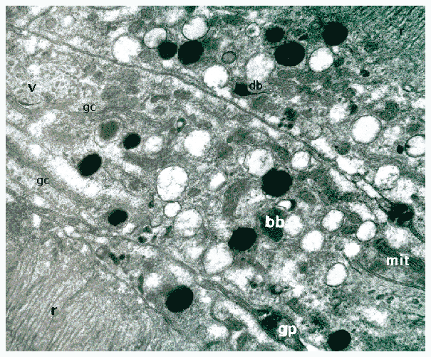 Opilio parietinus retinula cell cytoplasm