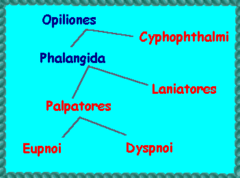 Classificatory dendrogram of Opiliones