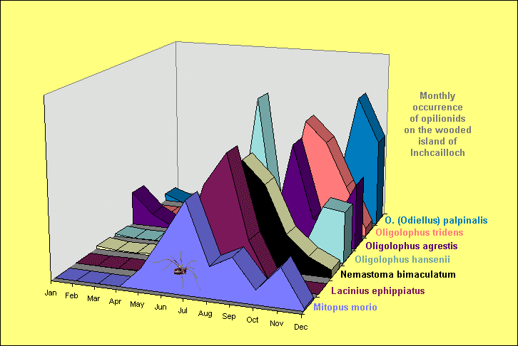 Monthly abndances of opilionids on Inchcailloch