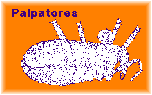 Palpatores body (legs removed)