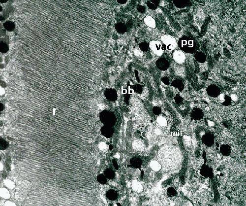 Opilio parietinus retinula L.S.