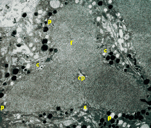 Opilio parietinus retinula T.S.