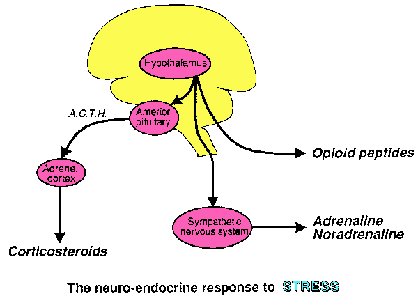 diagram of physiology of stress