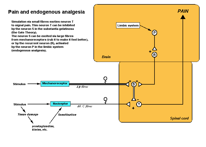 The Gate Theory of analgesia