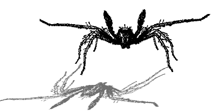 Pardosa pullata courting male - HELLO SPIDER!
