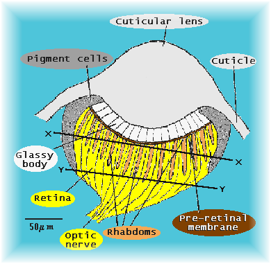 General structure of phalangid eye