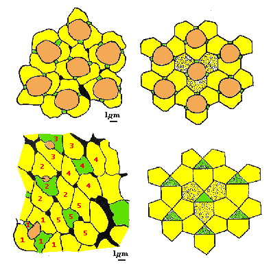 TS diagrams of phalangid retina