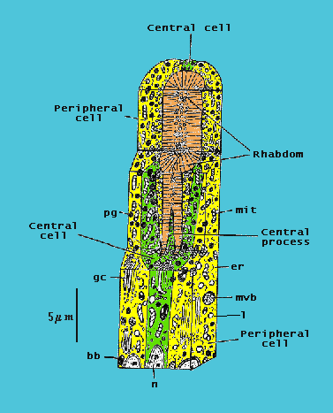 Phalangid retinula structure