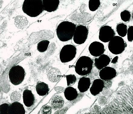 M. morio retinula cells showing some organelles
