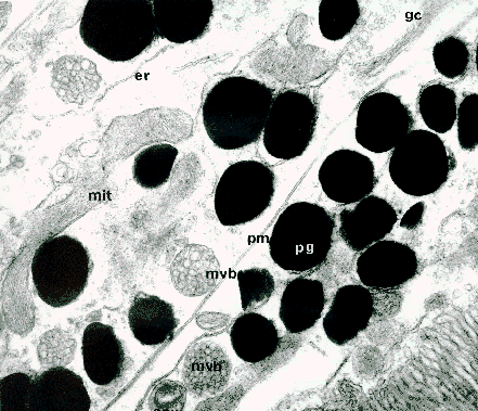 labelled image