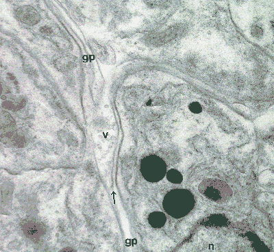 cells in the proximal retina