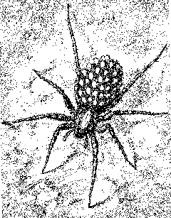 P. pullata female with young on her back