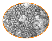 peri-rhabdomeric vesicles